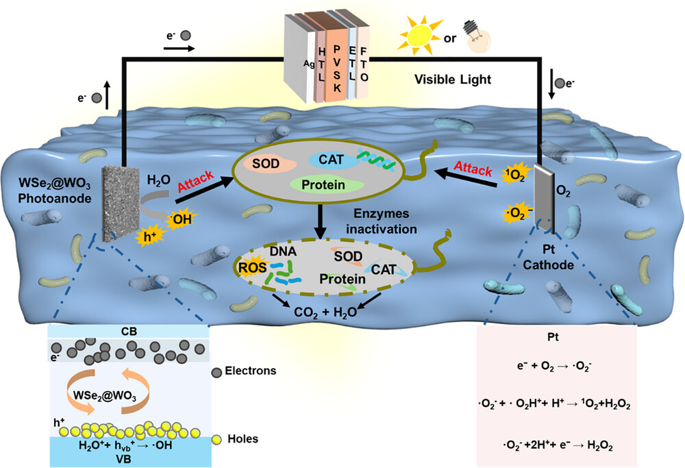 合肥工业大学在金属卤化物钙钛矿太阳能电池领域取得新进展